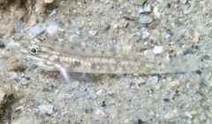 Coryphopterus glaucofraenum