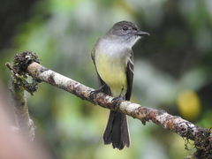 Myiarchus cephalotes