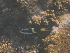 Thalassoma nigrofasciatum