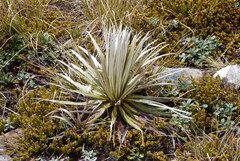 Celmisia armstrongii