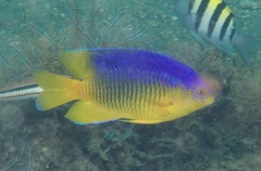 Stegastes xanthurus