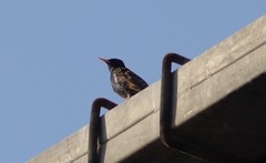 Sturnus vulgaris