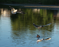Chroicocephalus ridibundus