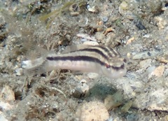 Diplectrum bivittatum