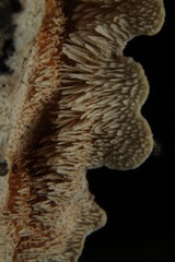 Steccherinum bourdotii