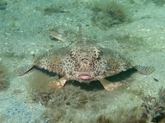 Ogcocephalus cubifrons