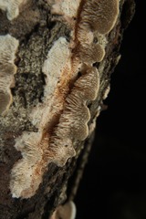 Steccherinum bourdotii