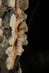 Steccherinum bourdotii