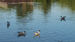 Chroicocephalus ridibundus