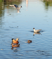 Chroicocephalus ridibundus