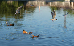 Chroicocephalus ridibundus