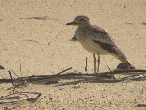 Senegal Thick-knee