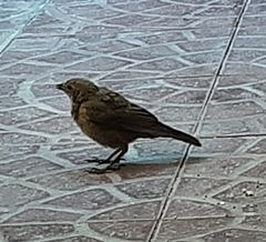 Molothrus bonariensis