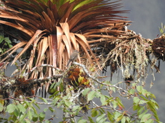 Myiotheretes fumigatus