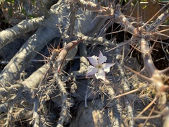 Pachypodium saundersii