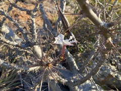 Pachypodium saundersii