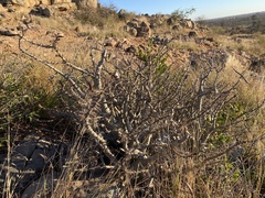 Pachypodium saundersii
