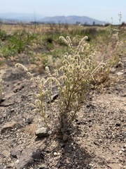 Cryptantha microstachys