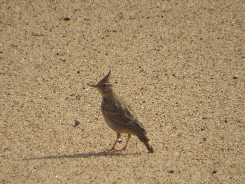 Crested Lark