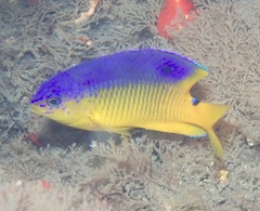 Stegastes xanthurus