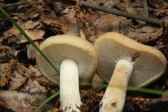 Kuehneromyces marginellus