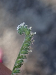 Cryptantha microstachys