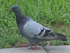 Columba livia domestica