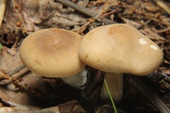 Kuehneromyces marginellus