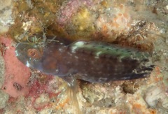 Parablennius marmoreus