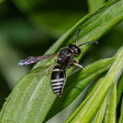 Euodynerus leucomelas