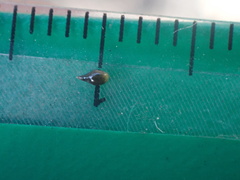 Cryptantha microstachys