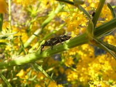 Lixus cylindrus