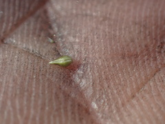 Cryptantha microstachys