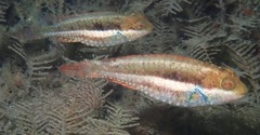 Sparisoma radians