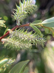 Salix boothii