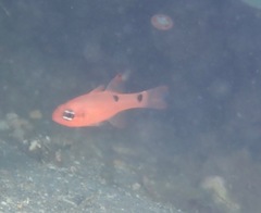 Apogon pseudomaculatus