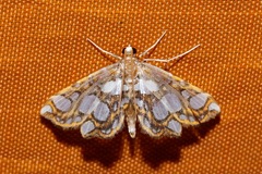 Musotiminae
