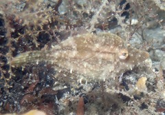 Monacanthus ciliatus