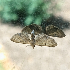 Eupithecia miserulata