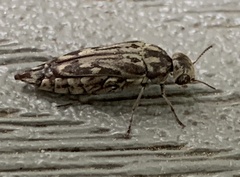 Yakuhananomia bidentata