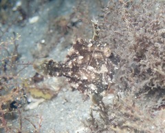 Monacanthus ciliatus