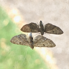 Eupithecia miserulata