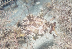 Monacanthus ciliatus