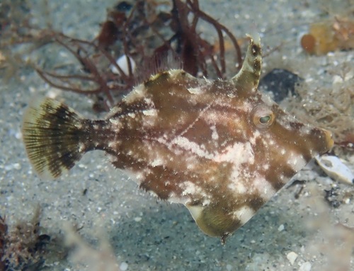 Fringed Filefish