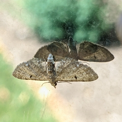 Eupithecia miserulata