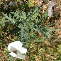 Argemone platyceras