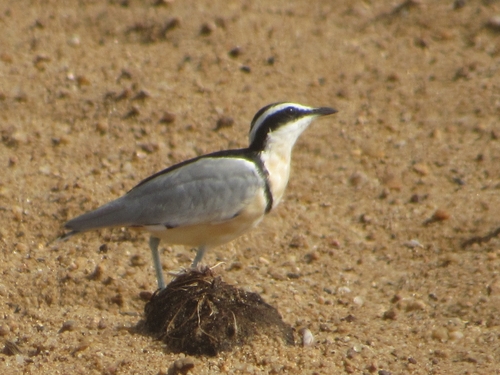 Egyptian Plover