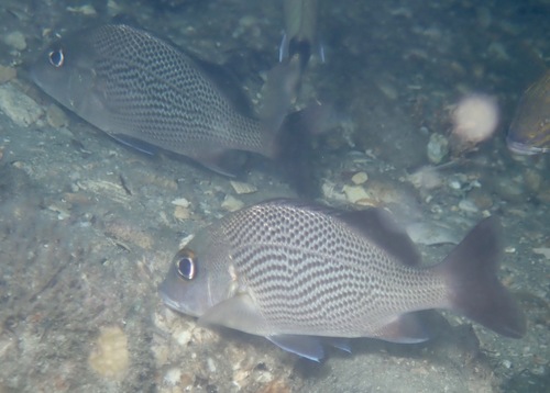 Photo of Sailor's choice (Haemulon parra)