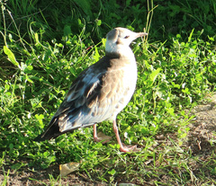 Chroicocephalus ridibundus
