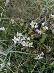 Cochlearia anglica